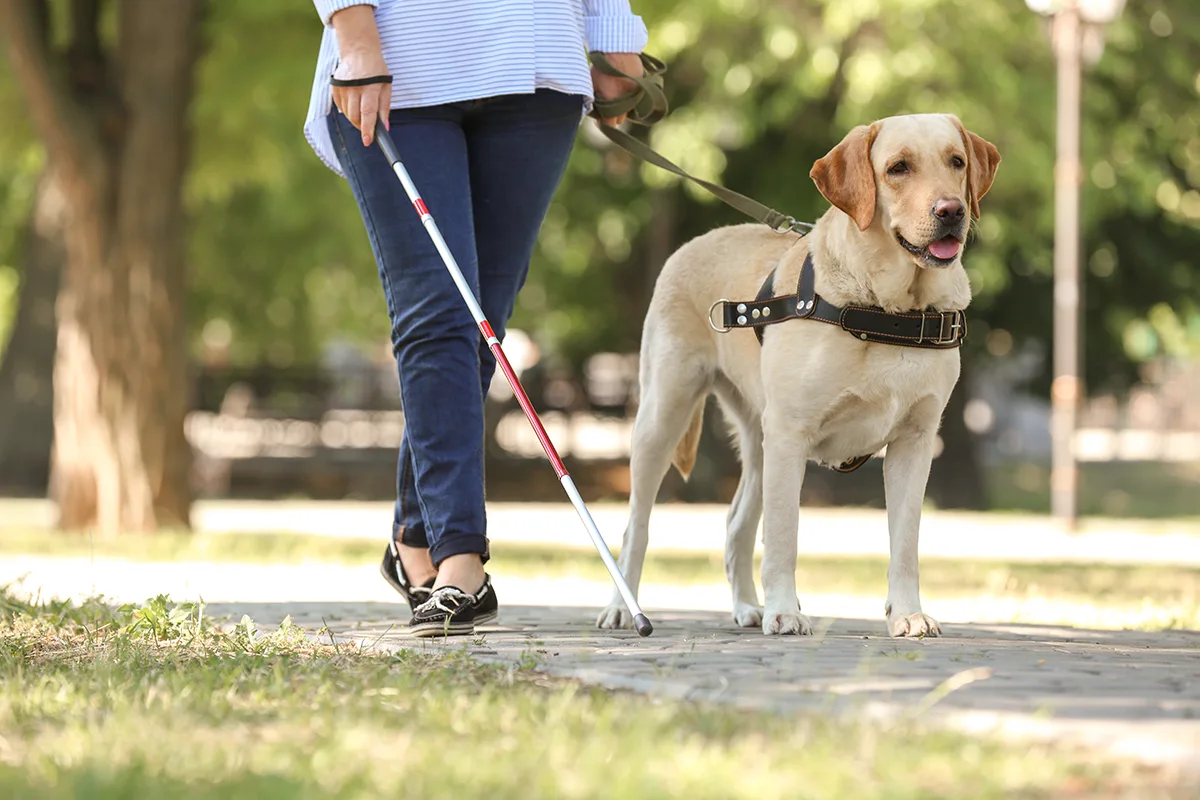 Image of dog helping blind lady walk